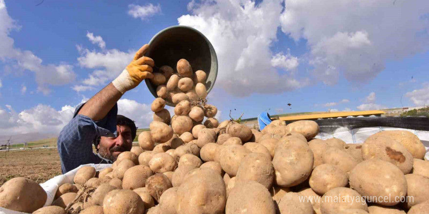 Türkiye’nin patates ambarlarından Ahlat’ta hasat başladı