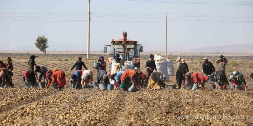 TZOB Genel Başkanı Bayraktar Niğde’de patates ve soğan hasadına katıldı