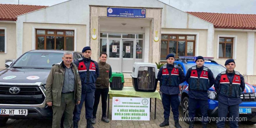 Ula’da ele geçirilen maymunlar doğa korumaya teslim edildi