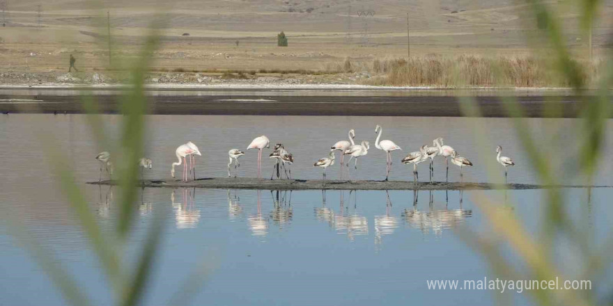 Ulaş Gölü’nde flamingo sürprizi, kuraklıkla boğuşan göl renklendi