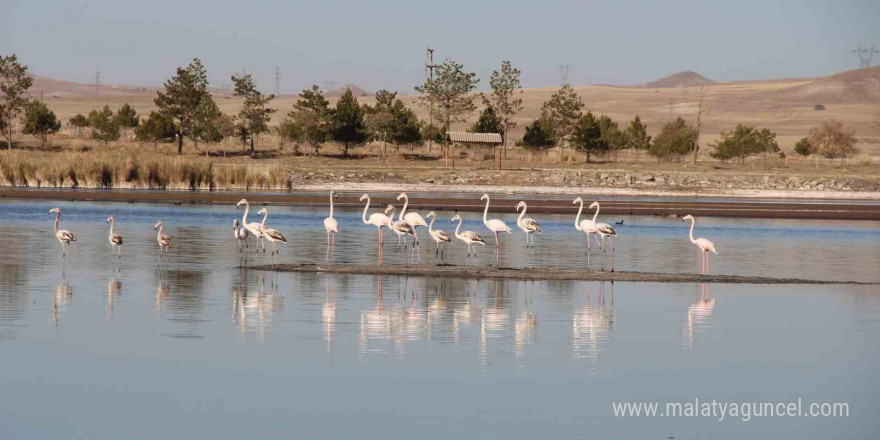 Ulaş Gölü’nde flamingo sürprizi, kuraklıkla boğuşan göl renklendi