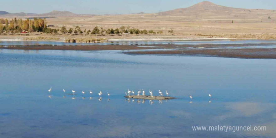 Ulaş Gölü’nde flamingo sürprizi, kuraklıkla boğuşan göl renklendi