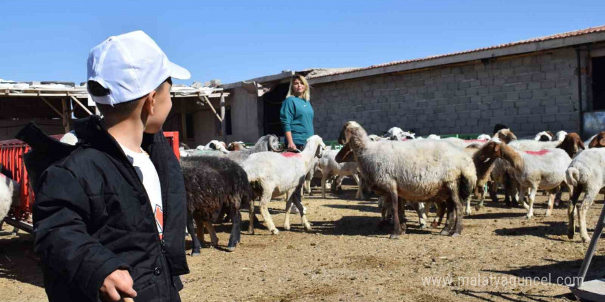 Üniversiteli anne hem koyunlarına hem de kendi kuzusuna bakıyor