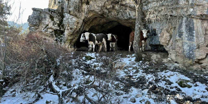 Üniversiteli çobanı ağlatan yıkım