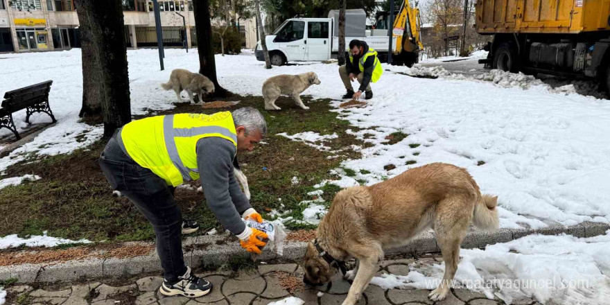 Ünye’de sokak hayvanlarına 23 ayda 24 ton mama verildi