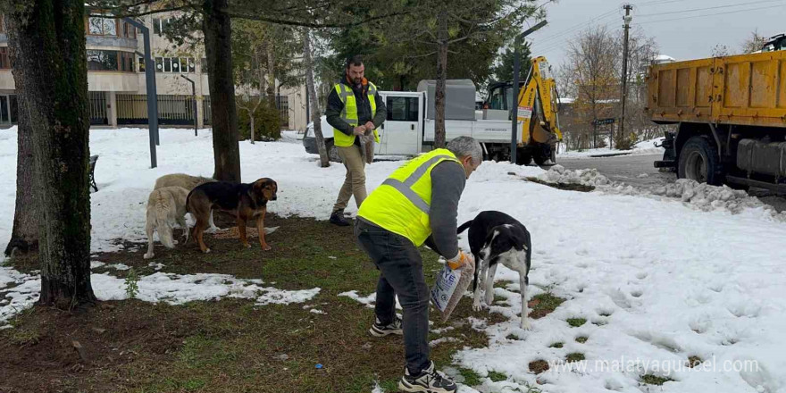 Ünye’de sokak hayvanlarına 23 ayda 24 ton mama verildi