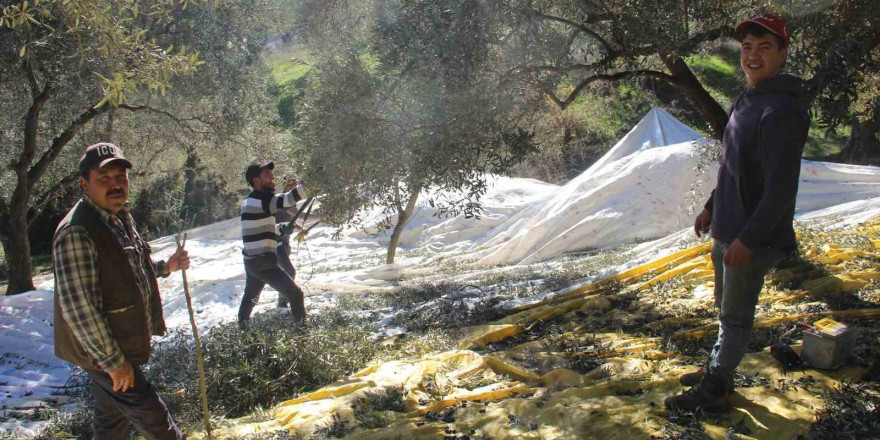 Üreticiler bu yıl zeytin değil altın topluyor