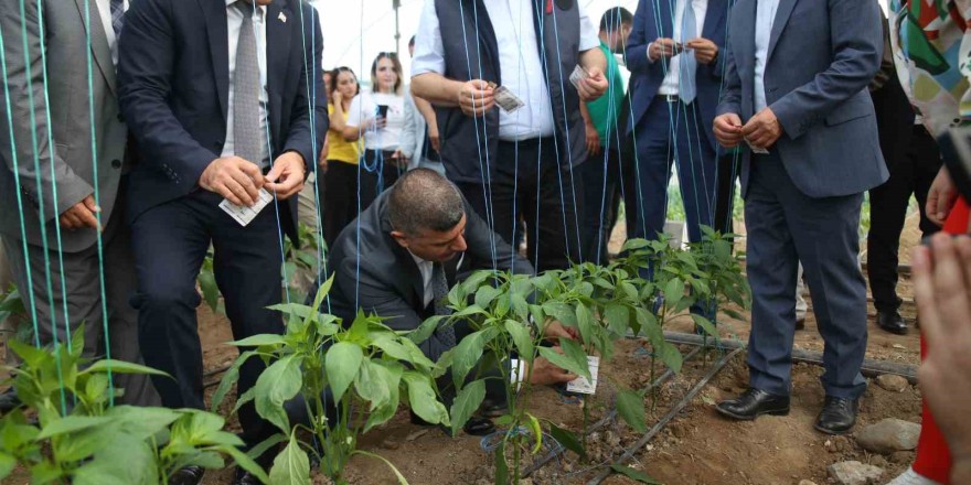 Üreticilerin korkulu rüyasına karşı biyolojik mücadele başladı