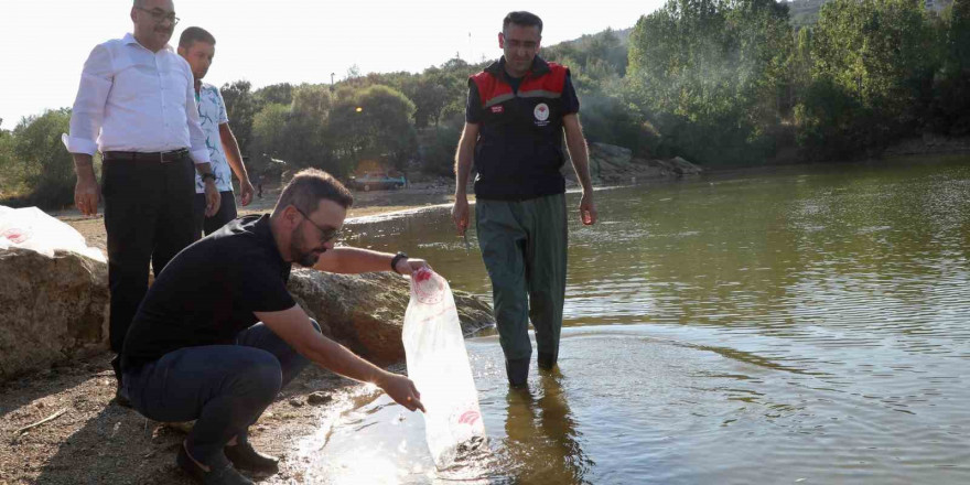 Uşak’a 368 bin adet yavru sazan balığı bırakıldı