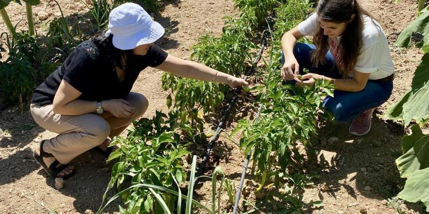 Uşak’ta ürün çıkış gelişme kontrolleri yapıldı