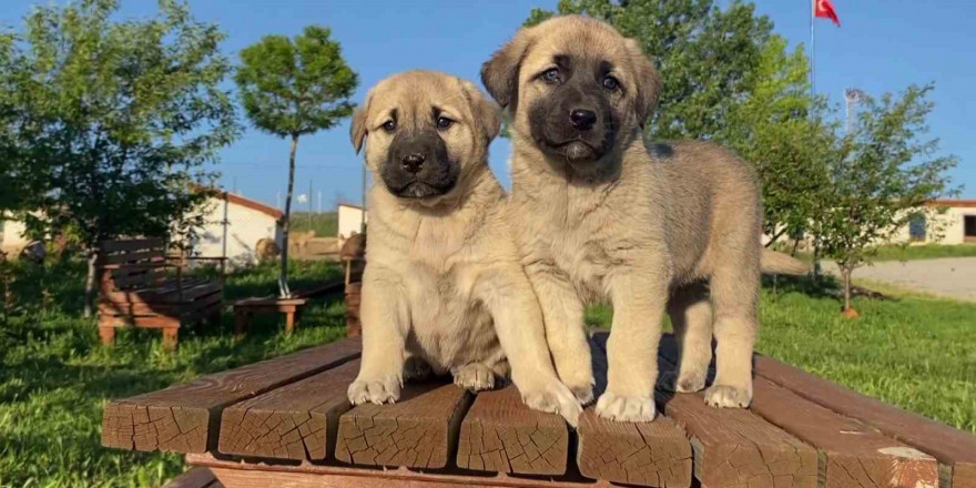 Uzmanı açıkladı, sokak köpeği sorununun çözümü doğru çiftleştirmeden geçiyor