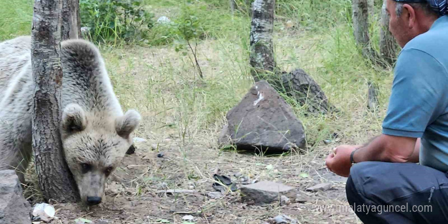 Uzmanlardan uyarı: Nemrut Krater Gölü’nde ayıları beslemek hayati tehlike oluşturuyor