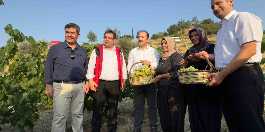 Vali bağda üzüm topladı