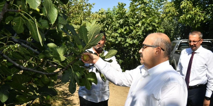 Vali Ustaoğlu Havran’da incir hasat etti