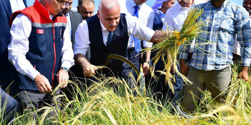 Vali Zorluoğlu, çitçi gibi biçerdöver kullandı, orakla pirinç hasadı yaptı