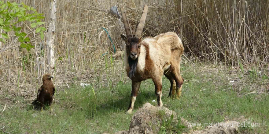 Van’da 400 yaban hayvanı tedavi edildi: Yüzde 60’ı doğaya dönüş yaptı