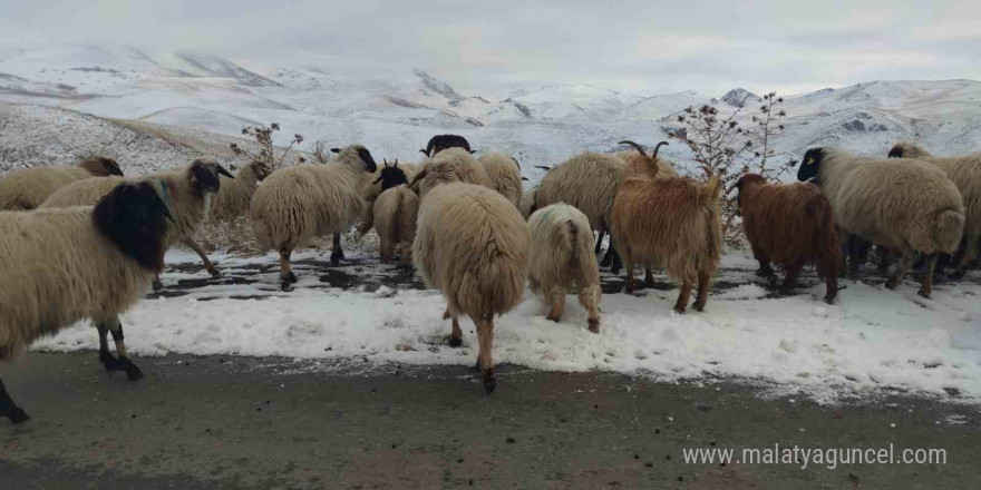 Van’da besicilerin kış mesaisi sürüyor