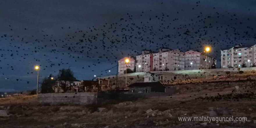 Van’da binlerce karga gökyüzünü kapladı