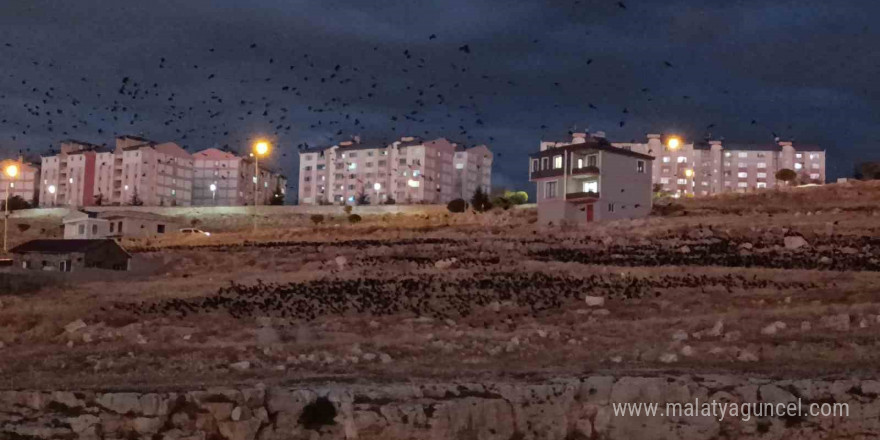 Van’da binlerce karga gökyüzünü kapladı