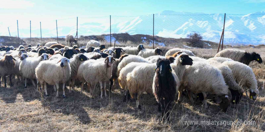 Van’da koyunculuk projesi başarıyla devam ediyor