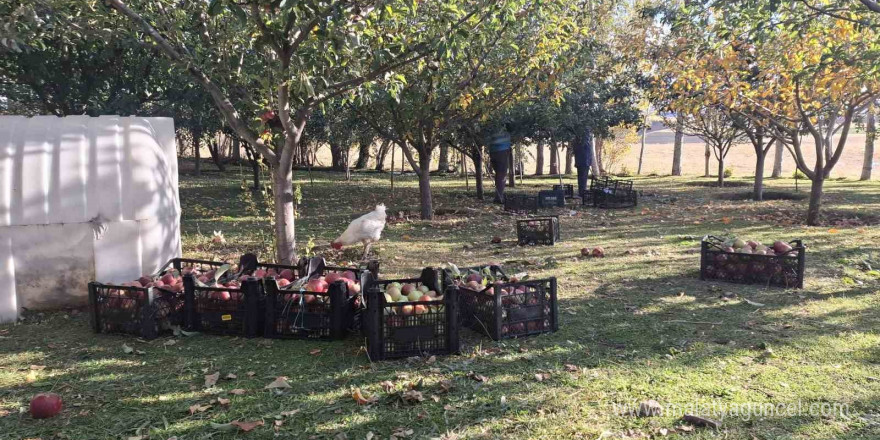 Vanlı hayırsever kadın, elma gelirini Gazze’ye bağışladı