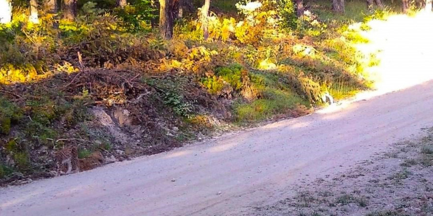 Vaşak kendini böyle kamufle etti, Amasya OBM fotoğrafını ‘Hayalet geziyor. Görebiliyor musunuz?’ notuyla paylaştı