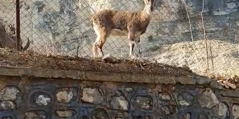 Vatandaşın dağ keçileriyle diyaloğu gülümsetti