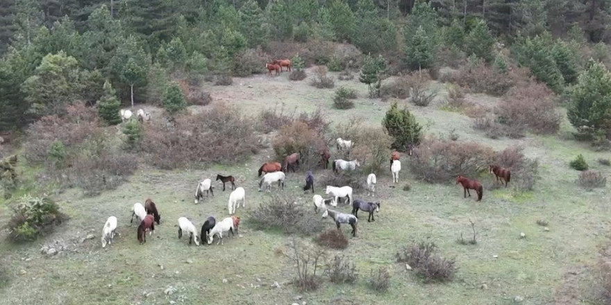 Yaban atları yavruları ile görüntülendi