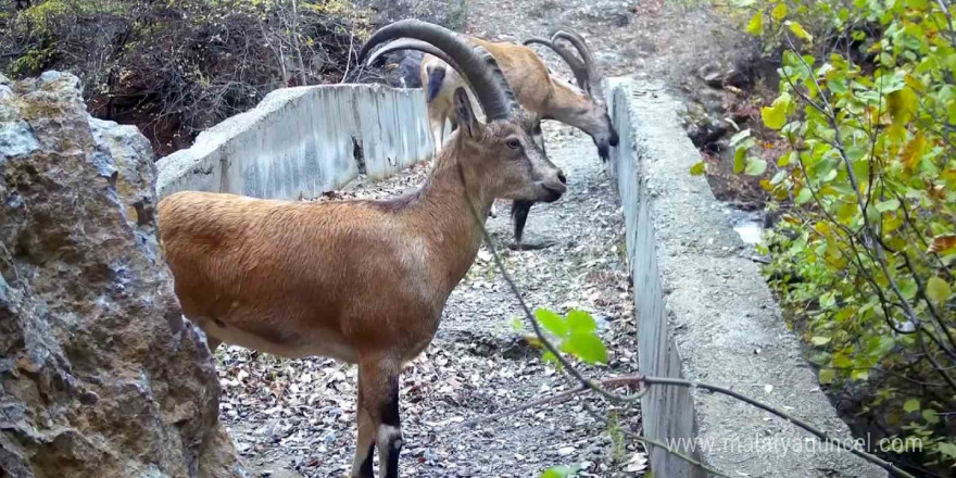 Yaban hayatı köprüsü, belgeselleri aratmayan görüntüler sundu