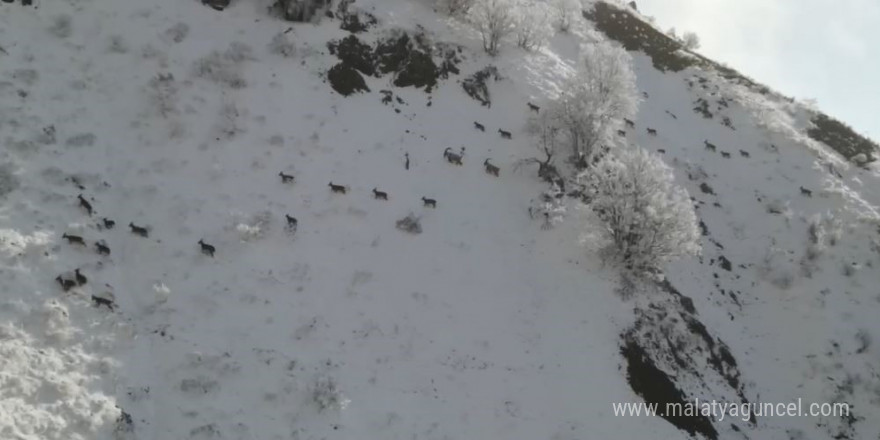 Yaban keçilerinin sarp kayalıklardaki kavgası dronla görüntülendi