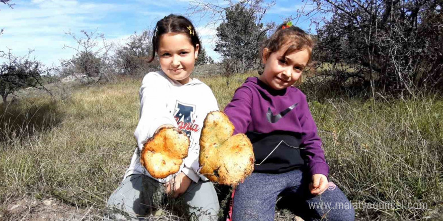 Yağmurun ardından kanlıca mantarı bereketi