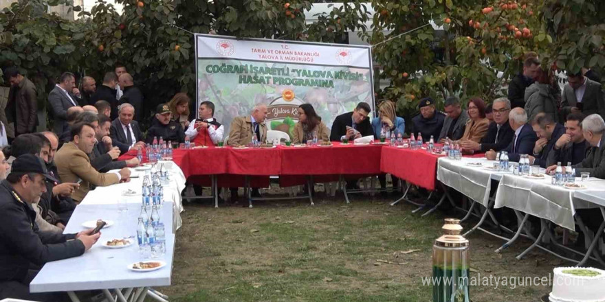 Yalova Kivisi Hasat Şenliği renkli görüntülere sahne oldu