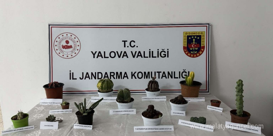 Yalova’da 60 bin lira değerindeki 14 kaktüsü çalan zanlı yakalandı