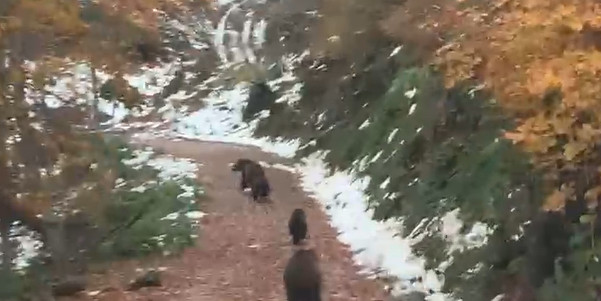 Yalova’da boz ayı ve 3 yavrusu kameralara takıldı