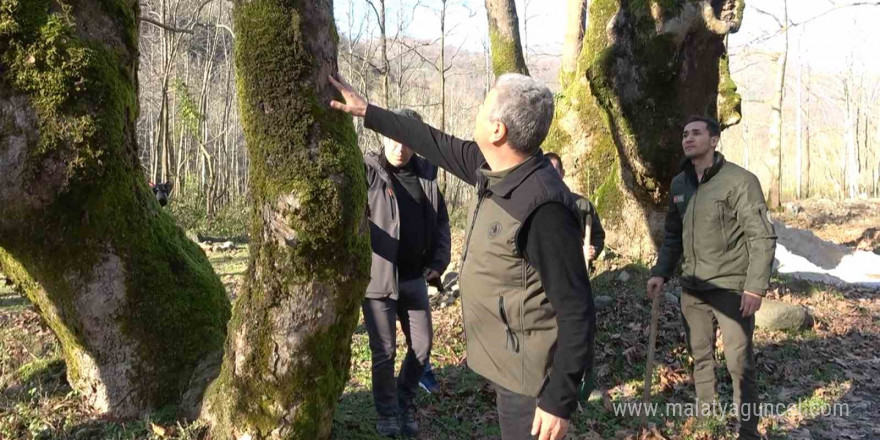 Yalova’da hastalık bulaşan çınar ağaçları kuruyor