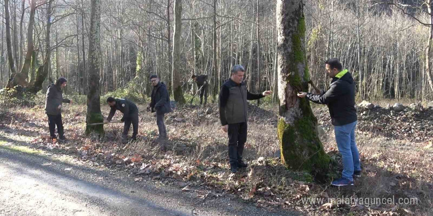 Yalova’da hastalık bulaşan çınar ağaçları kuruyor