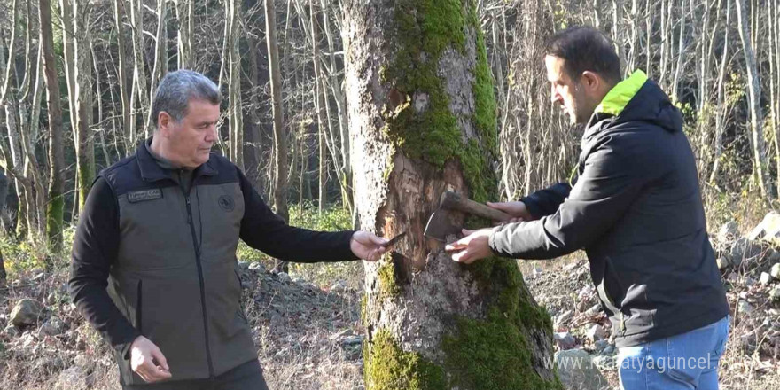 Yalova’da hastalık bulaşan çınar ağaçları kuruyor