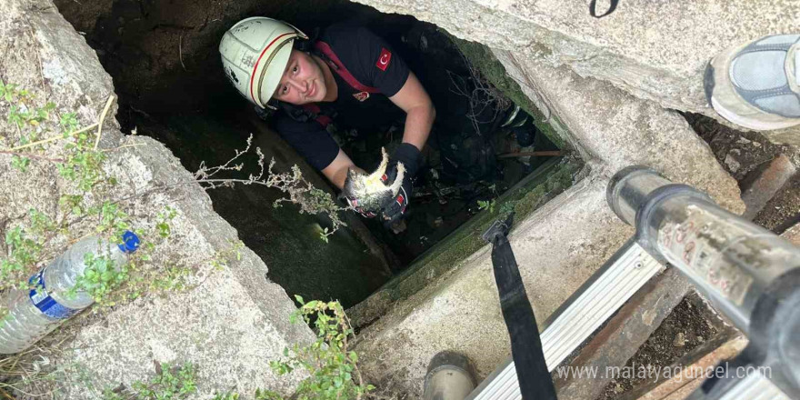 Yalova’da itfaiyeden kirpi ve kedi kurtarma operasyonları