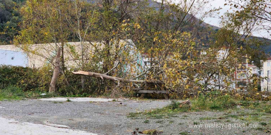 Yalova’da lodos: Ağaçlar ve telefon direkleri devrildi