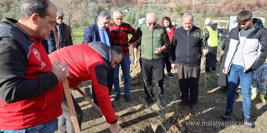 Yangında zarar gören üreticilere zeytin fidanı dağıtıldı