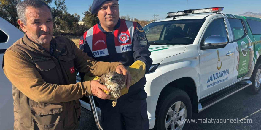 Yaralı boz şahin jandarma tarafından kurtarıldı