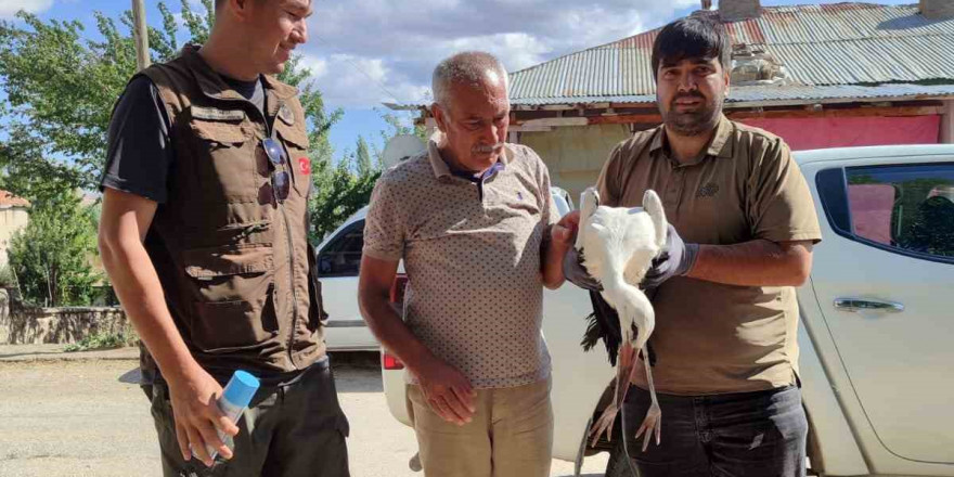 Yaralı bulunan kerkenez ve leylek tedavi altına alındı