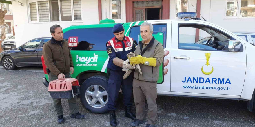 Yaralı bulunan şahin tedavi altına alındı