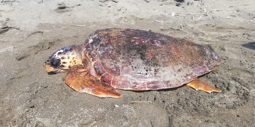 Yaralı caretta caretta tedavi altına alındı