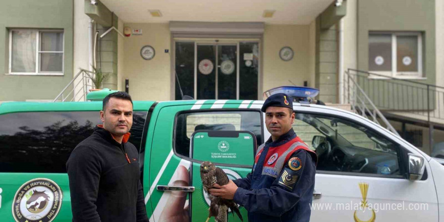 Yaralı halde bulunan Kızıl Şahin, tedavisinin ardından doğaya salındı