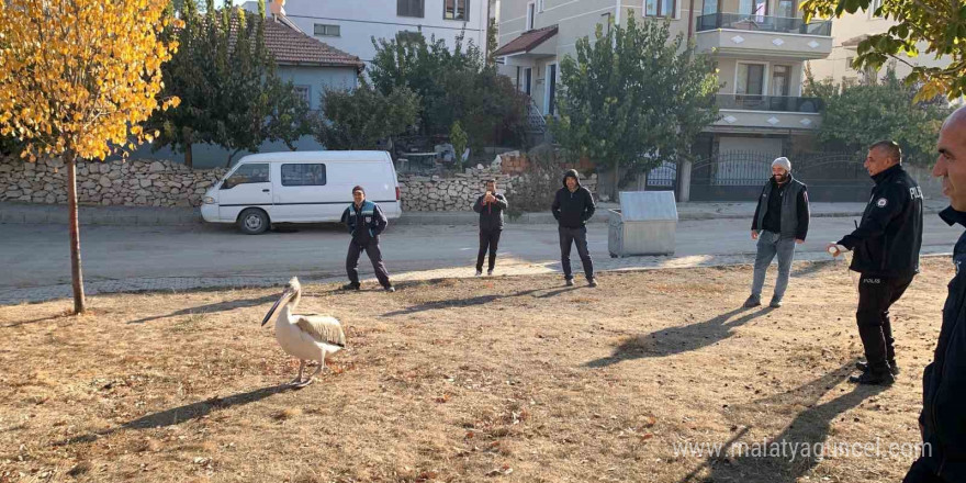 Yaralı halde bulunan pelikan koruma altına alındı