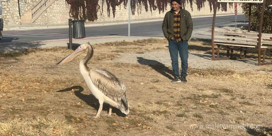 Yaralı halde bulunan pelikan koruma altına alındı