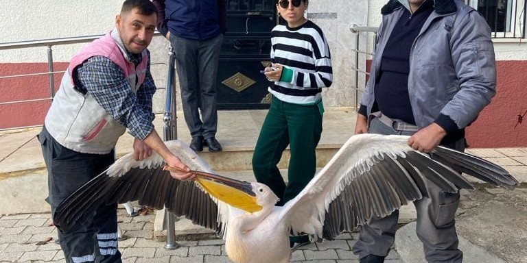 Yaralı halde bulunan pelikan koruma altına alındı