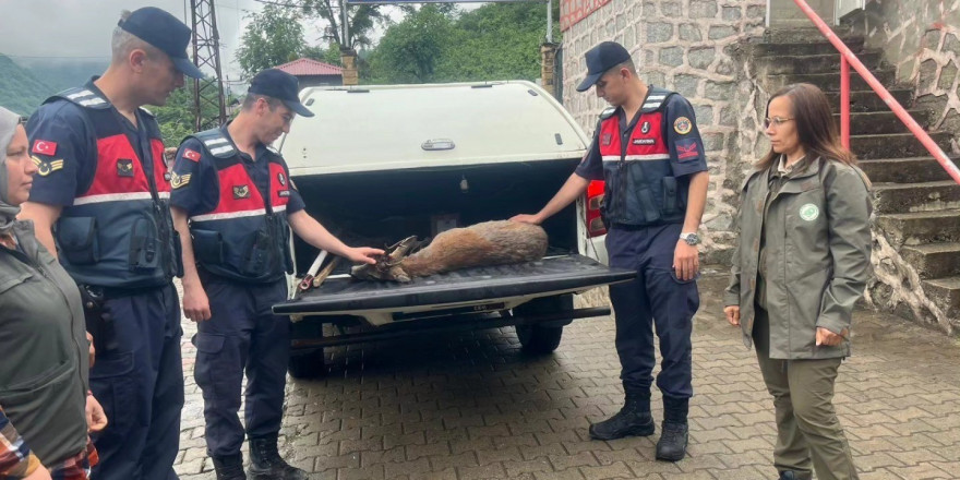 Yaralı karacaya jandarma şefkati