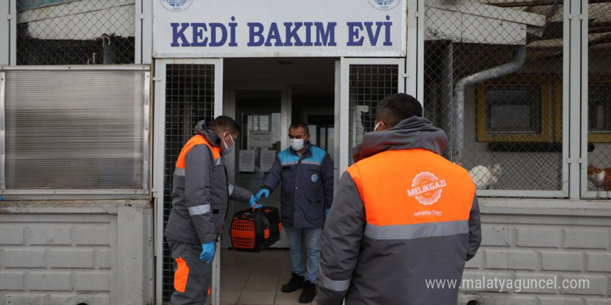 Yardıma muhtaç sokak hayvanları Melikgazi’nin sevimli dost ambulansı ile hayata tutundu